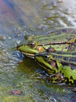 FZ008241 Marsh frogs (Pelophylax ridibundus) on plank.jpg